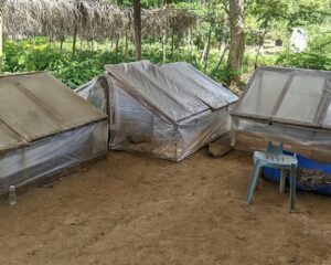 ENEF (écoles des eaux et forêts de Mbalmayo au Cameroun), Plusieurs structures rectangulaires de pépinière sont alignées sur un sol en terre, au milieu d’un espace vert.
